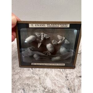 Antique Magic Glass Lantern Slide T. Enami Moths Having Come out from Cocoons JL